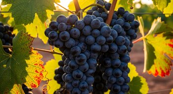Primer plano de dos racimos de uvas oscuras colgando de una vid con hojas verdes y algunas hojas con manchas rojizas, iluminadas por el sol.