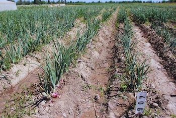 las fechas sugeridas de siembra para Mendoza son agosto en siembra directa o la primera quincena de septiembre si se opta por el trasplante.