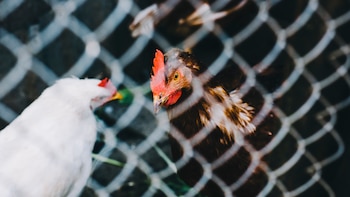El Gobierno levanta el confinamiento de las aves de corral en toda España: mejora la situación de la gripe aviar en el país