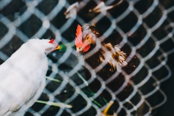 Una gallina blanca y una marrón tras una verja de metal