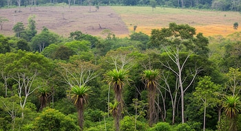 Bosque denso con árboles frondosos y palmas de tronco alto, lianas, y un terreno seco y degradado con escasa vegetación al fondo bajo un cielo nublado.