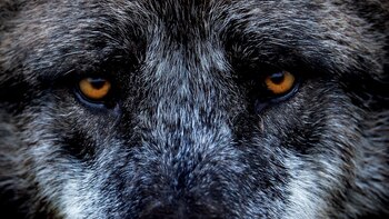 Documentan a un lobo que