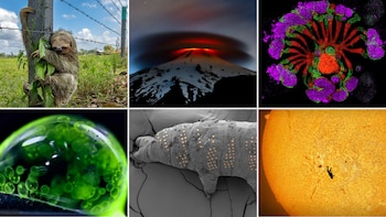 Las imágenes más sorprendentes de