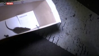 La rata captada por la