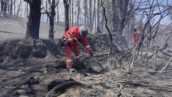 Incendios forestales ha cobrado la