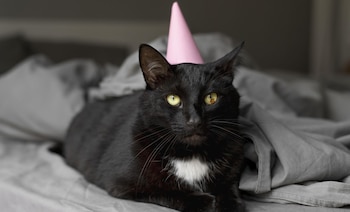 Foto 0: La historia de