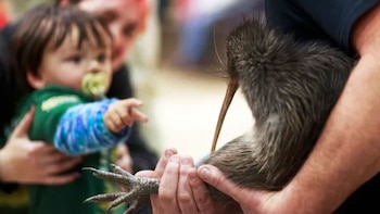El kiwi, ave tradicional de Nueva Zelanda, regresa a Wellington tras más de un siglo de ausencia