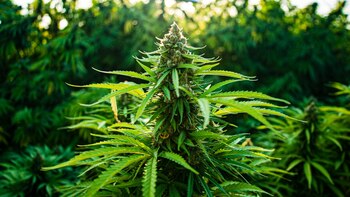 Cofepris erfindet Anforderungen für Genehmigungen