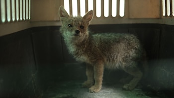 Rescatan cría de zorro andino en San Martín de Porres: caso expone tráfico ilegal de fauna y riesgos de mantener especies fuera de su hábitat