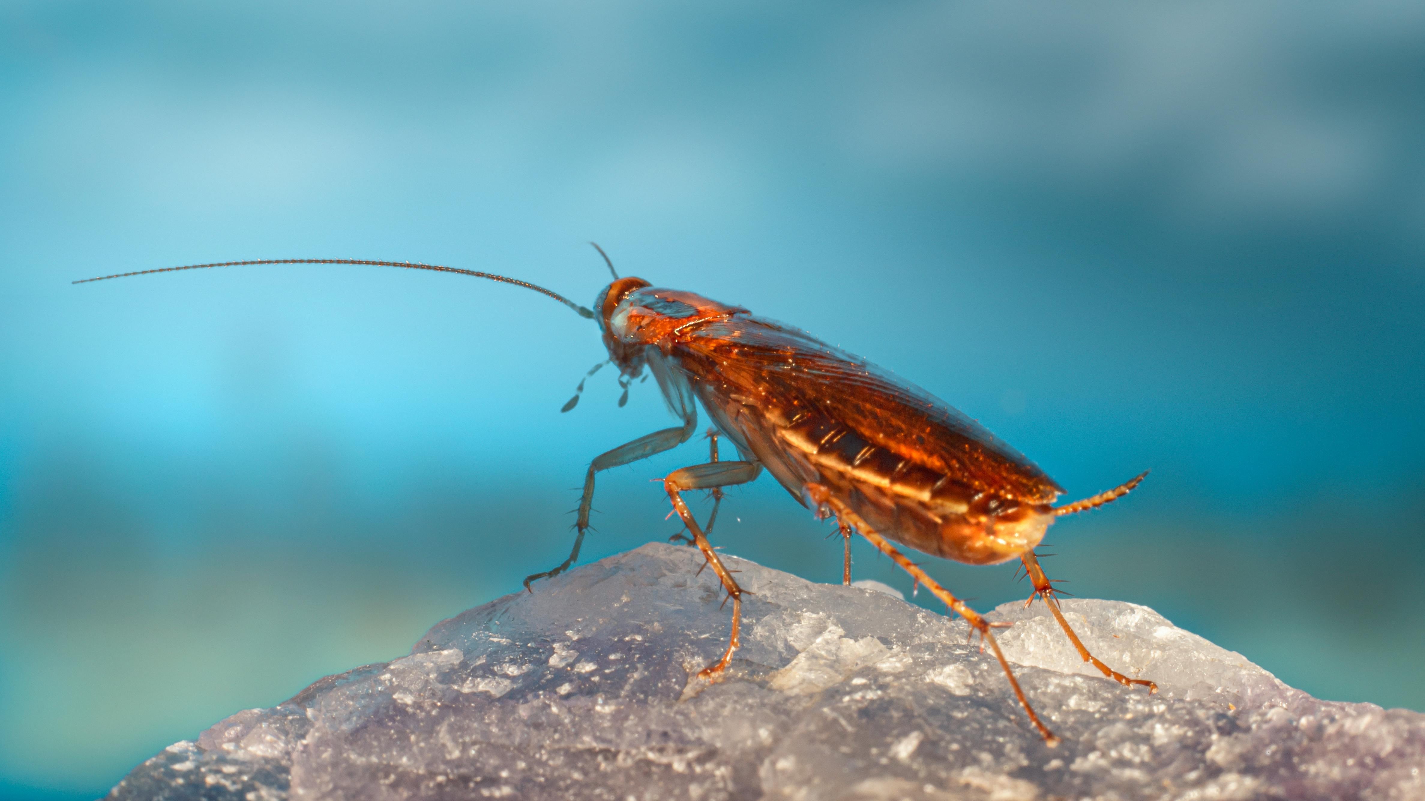 Cómo eliminar plagas de cucarachas voladoras en temporada de calor con bicarbonato y otros ingredientes de cocina(Pexels)