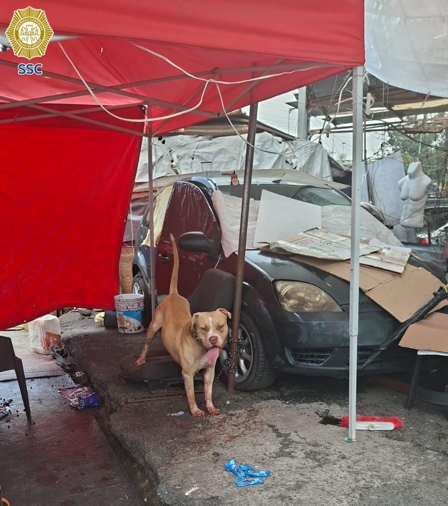 El animal señalado como presunto responsable fue trasladado para verificar su estado de salud. Crédito: SSC