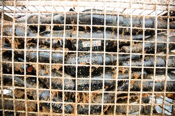 La bodega submarina Undersea se encuentra