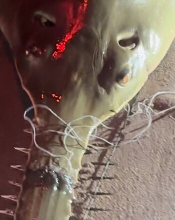 El pez quedó atrapado entre