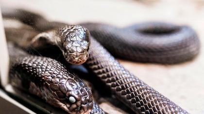 Liberaron 41 serpientes superdepredadoras en el norte de Florida