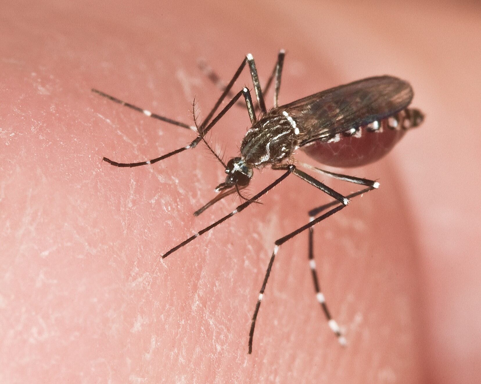 Fotografía cedida por el Instituto de Ciencias Agrícolas y Alimentarias de la Universidad de Florida (UF/IFAS) donde se muestra una hembra adulta de un Aedes aegypti, el mosquito transmisor de la fiebre amarilla. EFE/ UF/IFAS