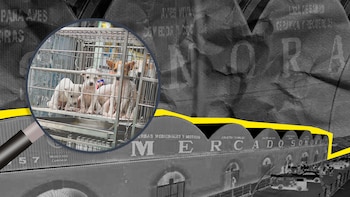 Gobierno de CDMX realizará recorrido