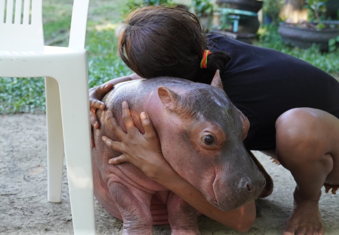 La protección de los cuerpos de agua y la conservación de la fauna nativa hacen parte de las prioridades planteadas por el Gobierno para el manejo de los hipopótamos - crédito Mongabay