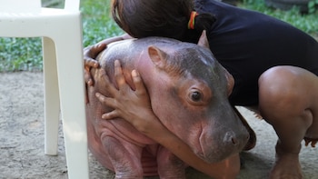 “Los hipopótamos son parte de nuestra vida”: en el Magdalena Medio, la comunidad rechaza decisión sobre la especie invasora