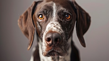 Son perros de trabajo muy