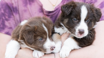 Qué dice la ley sobre vender o regalar cachorros si tu mascota ha tenido una camada en casa