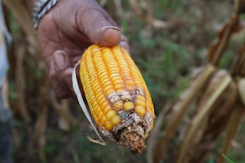 Ante el ataque las plagas