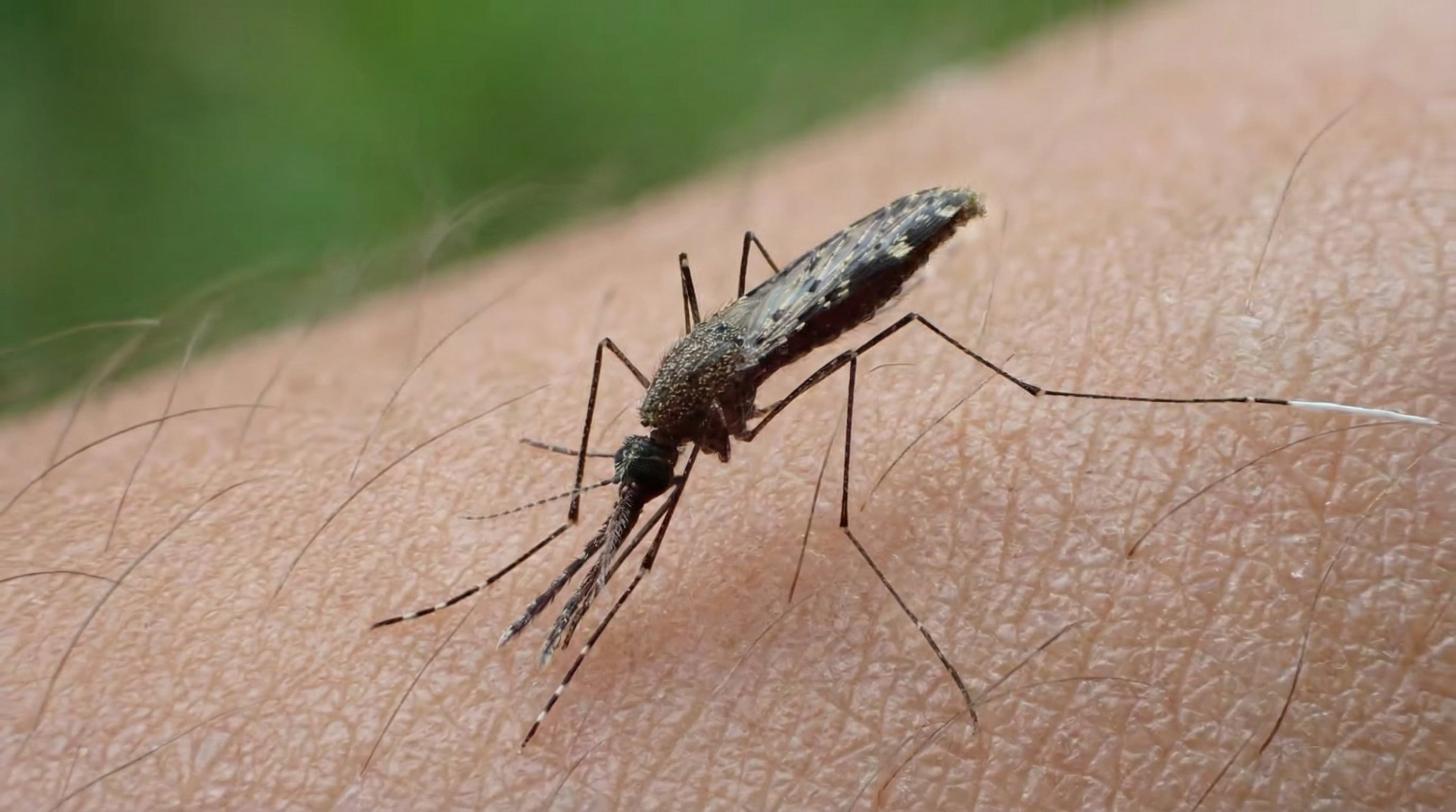 Los casos de malaria superan los 2,500 en el país, según el último reporte epidemiológico. (Imagen Ilustrativa Infobae)