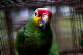 Vista de una lora antes