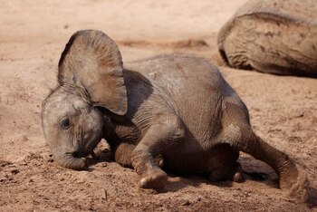 El elefante huérfano Long'uro juega