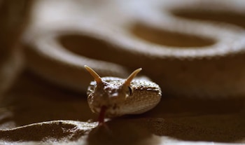 Serpiente de color claro con dos pequeños cuernos sobre los ojos y la lengua afuera reposando en la arena