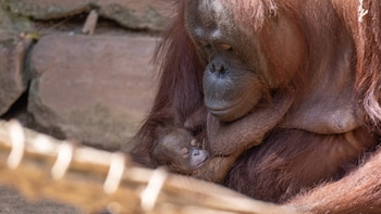 Nace una cría de orangután de Borneo en Bioparc Fuengirola (Málaga): la especie se encuentra en peligro crítico de extinción