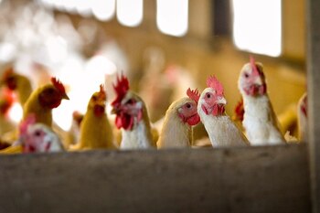 En 2024, 19 países de