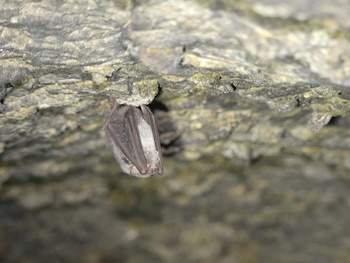 Murciélago de cueva. (Valentín Moser/iNaturalist)