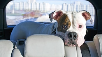 Abandono de mascotas: 8 de