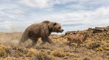 Un oso Arctotherium angustidens de pelaje marrón claro corre hacia la derecha, levantando polvo, persiguiendo a una criatura similar a un ciervo en un paisaje árido bajo un cielo nublado.