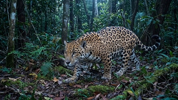 Honduras descubrió que tiene 227 especies de mamíferos nativos y el número podría seguir creciendo