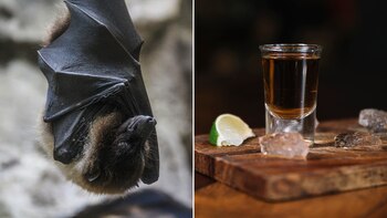 Imagen YNDH43D4WFACVCWDDWQWSN5X64