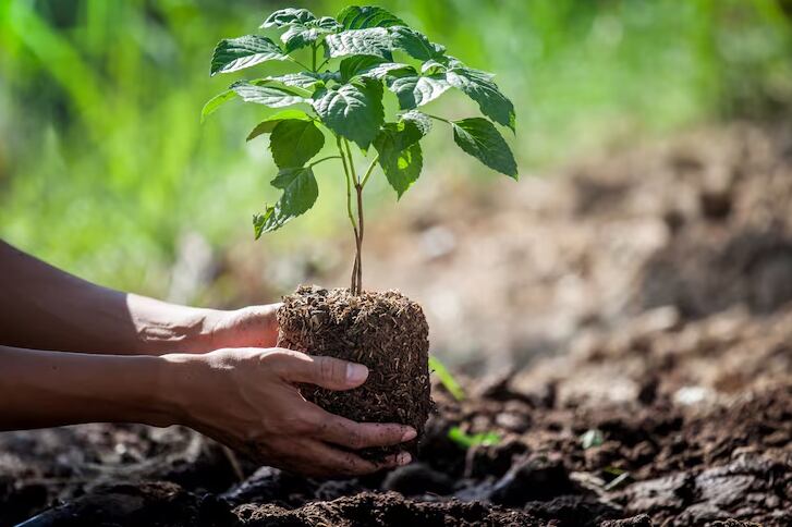 Nuevos estudios advierten que plantar árboles, aunque beneficioso, no será suficiente para compensar el avance del calentamiento global (Freepik)