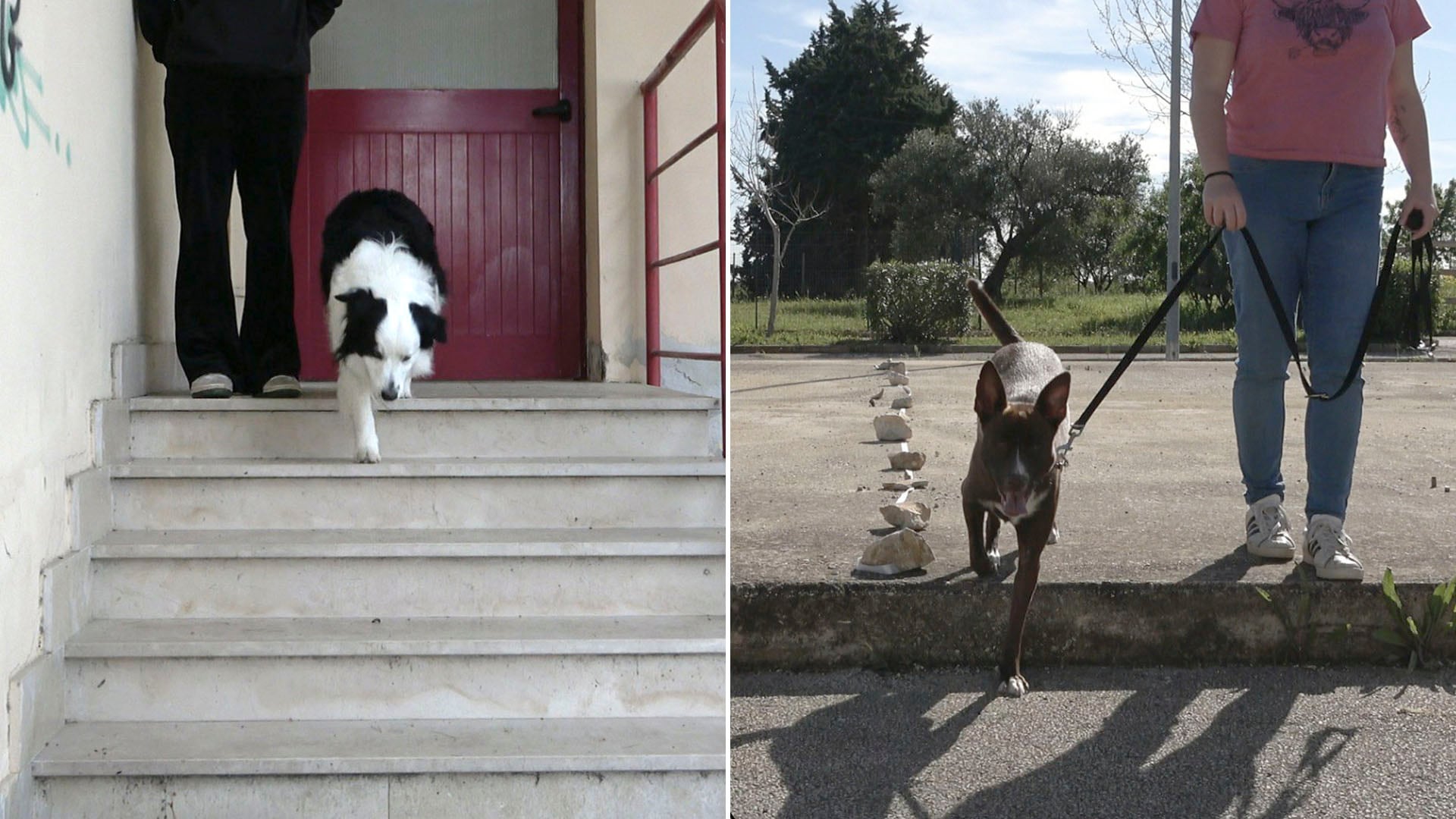 El test de la escalera es una prueba en la que el perro, sentado en el escalón más alto, desciende al ser llamado y los investigadores registran con qué pata da el primer paso/Sevim Isparta y equipo - Universidad de Bari (Italia)