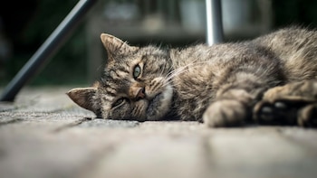 Revisar la conducta habitual de la mascota ayuda a identificar problemas ocultos