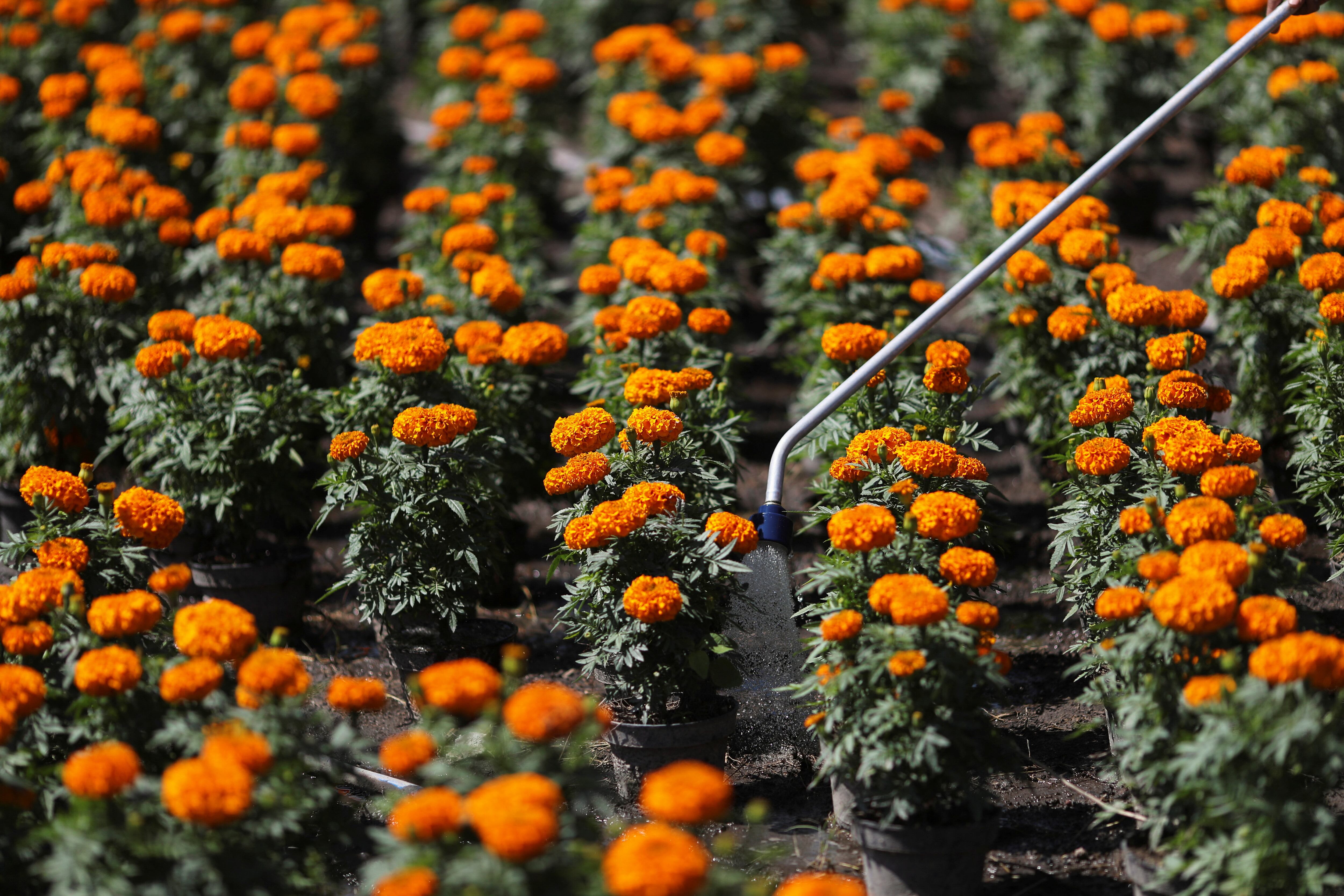 El cempasúchil, flor emblemática del Día de Muertos en México, simboliza la conexión entre vivos y difuntos.REUTERS/Henry Romero