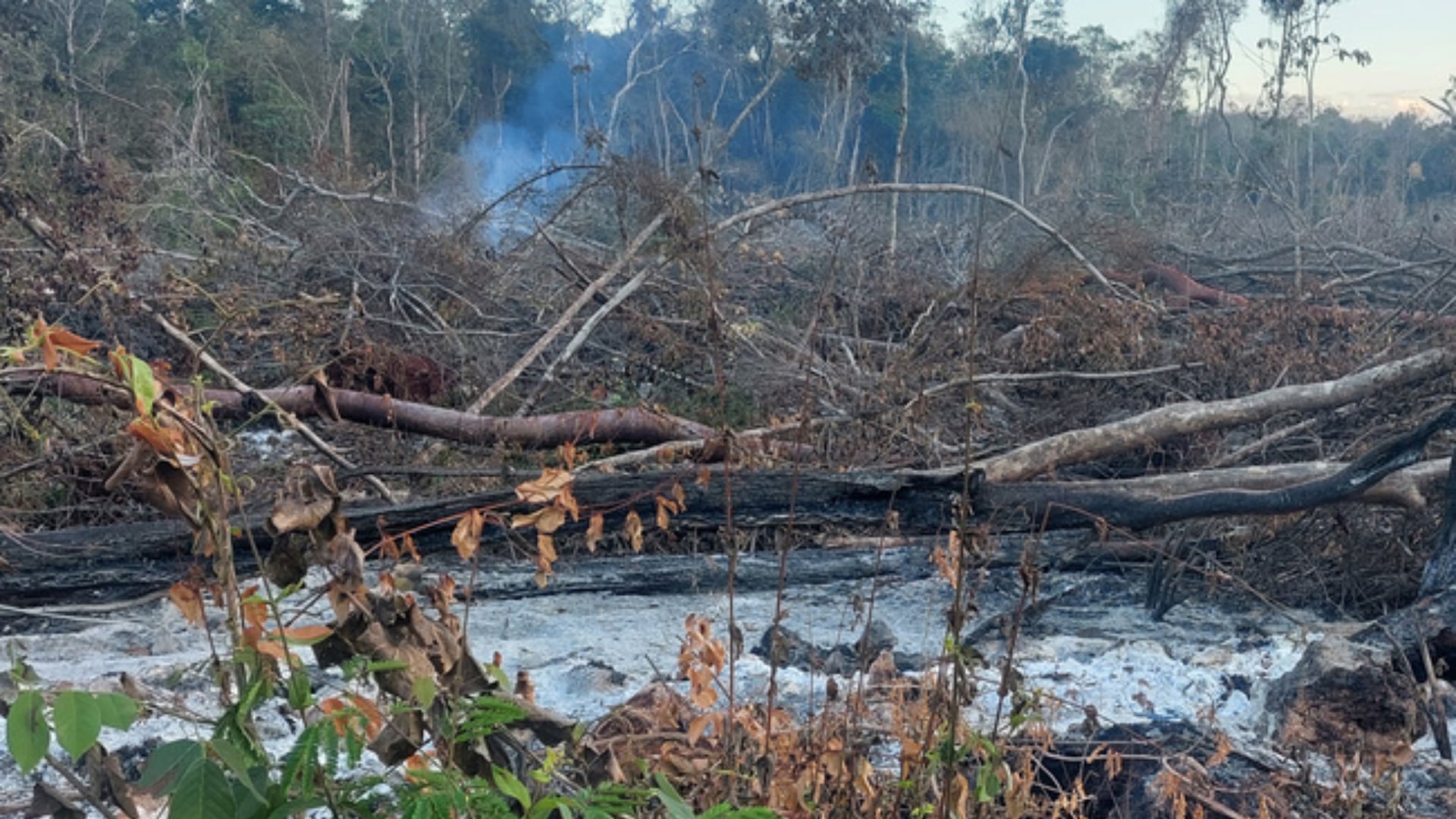 Se detectó la remoción de selva así como el uso de fuego, en un sitio próximo a la Reserva de la Biosfera de Calakmul. (Profepa)