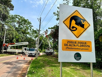 Puentes en la Amazonía de Brasil permiten salvar animales de atropellos