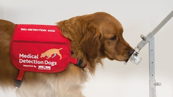 Los perros, con su olfato