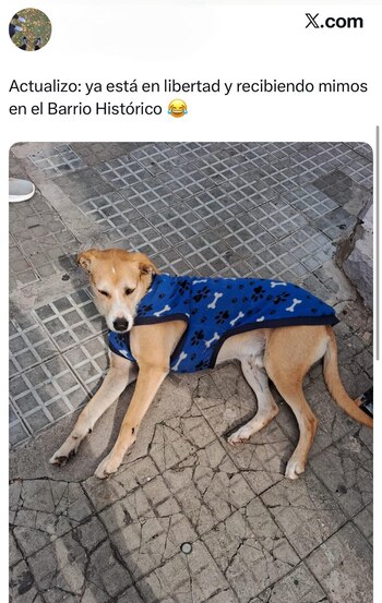 (Captura / @Apierdominici)