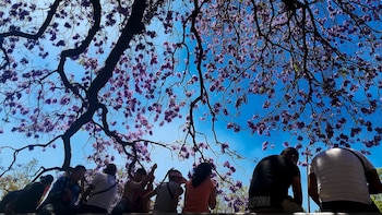 Japón donó las jacarandas a