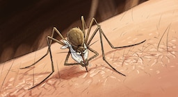 Por qué algunas personas atraen más a los mosquitos y cómo reducir ese riesgo