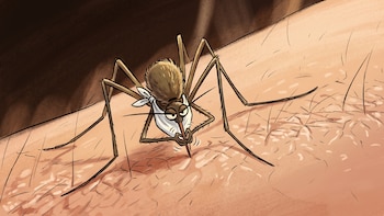 Por qué algunas personas atraen más a los mosquitos y cómo reducir ese riesgo