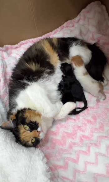 Ambria se desarrolló demasiado bien