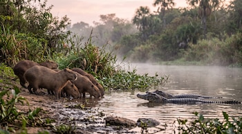 Grupo de carpinchos bebiendo agua en la orilla junto a dos caimanes flotando en la superficie del río.