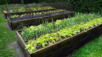 La experiencia de cultivar en